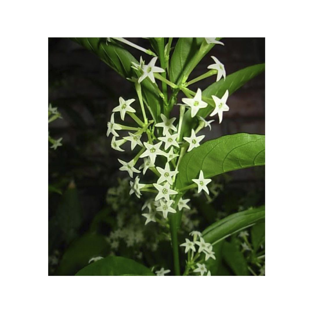 Incienso quemar Dama de noche