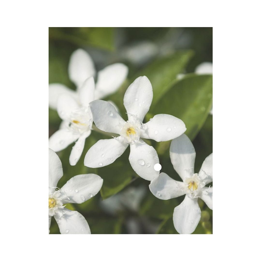 Incienso quemar jazmin